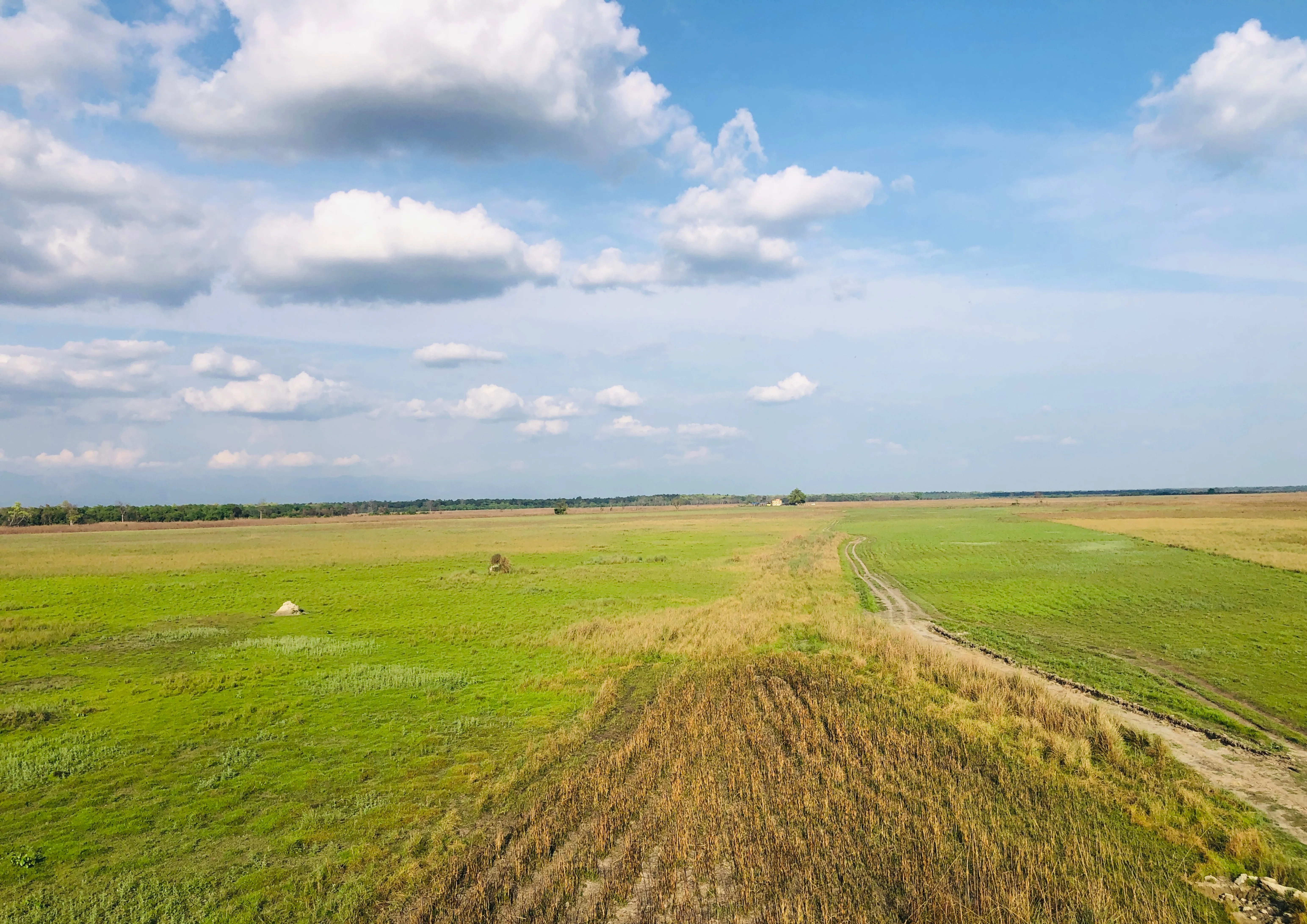 Shuklaphanta National Park open grasslands (phanta) — home of the world's largest swamp deer herd, Far-Western Nepal